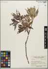 Foto von Salix glaucophylloides Fernald